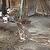Perkins Barn 6374